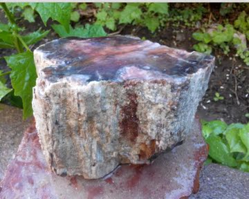 木化石 树化石，精品树化玉 原石 摆件 全皮 可以雕刻 透料0205