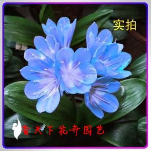 室内花卉 绿植盆栽 君子兰 6年苗 吸甲醛 观花植物 蓝色君子兰花