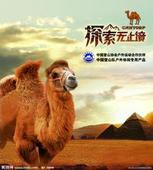 西部沙漠骆驼