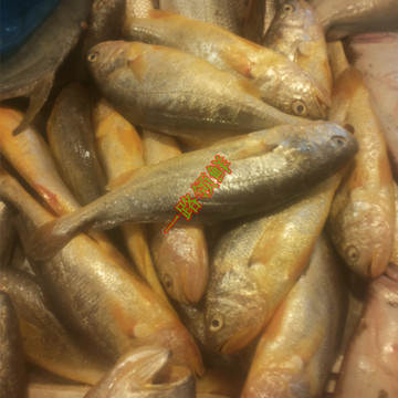海鲜水产野生 新鲜小黄花鱼 蒜瓣肉个大一斤3条左右满包邮