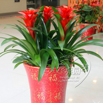 广州办公室内植物盆栽凤梨红星花开张大吉鸿运当头步步高盆景花卉