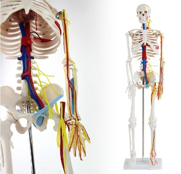 85CM人体骨骼带心脏 血管 神经 骨架模型 人体骨骼模型 小针刀