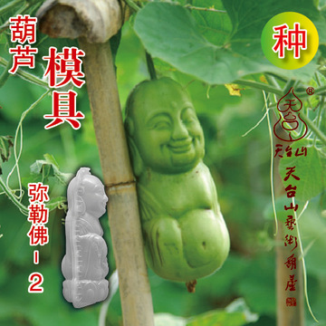 天台山艺术葫芦范制葫芦模具创意趣味种植送葫芦种子 米勒佛2