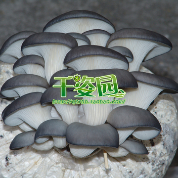 食用菌菌种 二级种 早秋灰黑软柄平菇优秀品种 【超强581】原种