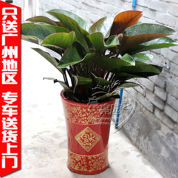 广州大叶红钻 红帝王蔓绿绒 室内荫生植物盆栽美观家居办公室盆景