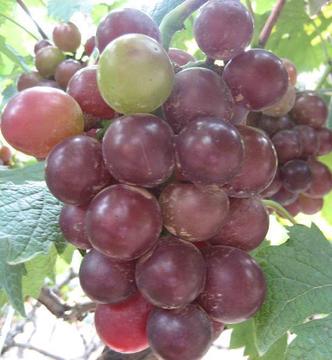 出售新品种葡萄 藤稔葡萄 葡萄树苗 3年可结果 葡萄苗 买10送2