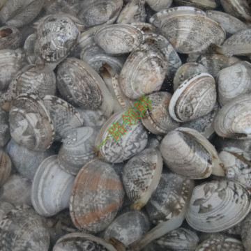 青岛鲜活水产海鲜 蛤蜊 杂色蛤 花蛤红岛嘎啦产地发货批特价美味