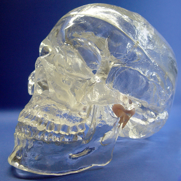 ENOVO正品 透明人体头颅骨解剖模型 水晶头骨 神经科X光介入模型