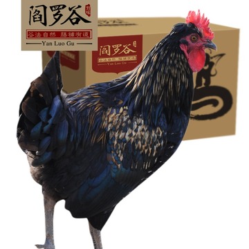 【阎罗谷 ＿童子鸡】农家散养土鸡童子鸡小公鸡新鲜鸡肉 顺丰