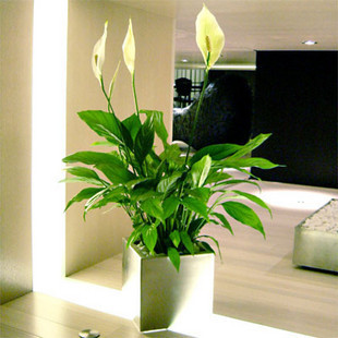 香水白掌 白掌盆栽室内开花植物办公室吸甲醛绿植客厅美观花卉