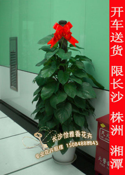 怡雅香大绿萝盆栽1米5绿箩办公室花卉净化空气吸甲醛植物绿萝长沙