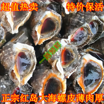 青岛海鲜水产鲜活大海螺波螺油子海牛牛红岛海鲜鲜活超值皮薄肉厚