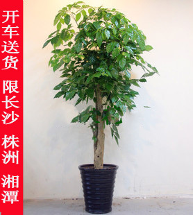 怡雅香幸福树盆栽长沙绿宝绿植花卉 办公室植物超级好养净化空气