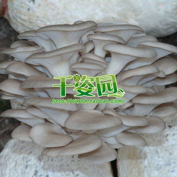 食用菌菌种 二级种 秋冬浅白平菇优质品种 【新超2009】原种