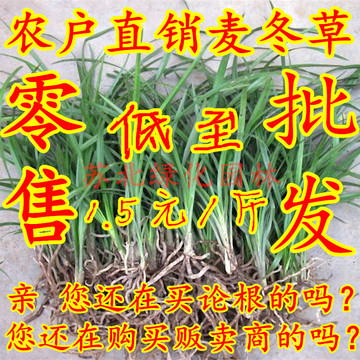 庭院绿化正宗日本矮麦冬 玉龙草 耐寒植物 种子 批发 金边麦冬草