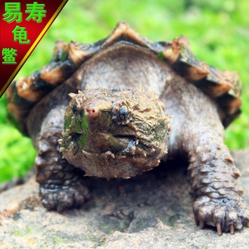 【易寿】大鳄龟活体宠物乌龟刺鳄龟钓鱼龟8-10CM全品包邮送龟粮