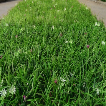 人造草坪/加密塑料草坪/假草坪/草皮地毯草坪40*60加密草坪地毯