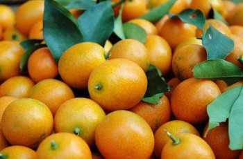11特价 新鲜水果 小金橘  小金桔 金钱桔 小橘子