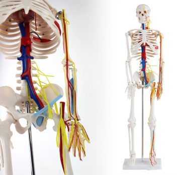 ENOVO正品 医用85CM人体骨骼带心脏与血管模型 小针刀骨骼模型