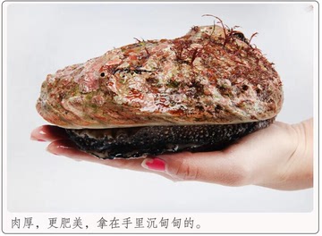 鲜活水产进口澳洲鲍鱼高档食材大鲍鱼500g起/只美味营养特价直销