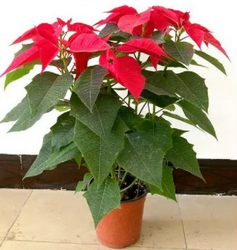 庭院办公室 家居室内绿色植物盆栽花卉 一品红 仙来客 净化空气