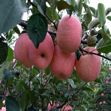 烟台红富士栖霞吃的苹果山东有机水果新鲜脆甜包邮阿克苏5斤