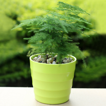 文竹 办公室创意迷你桌面小盆栽 净化空气 四季常绿 水培植物