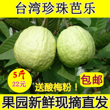 农家新鲜 现摘蕃石榴 番石榴水果 台湾珍珠芭乐果 22元5斤包邮