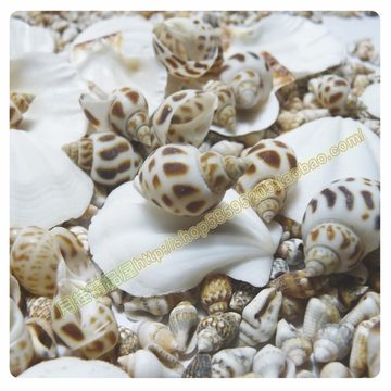 海星贝壳/小斑点海螺/地中海地台贴墙鱼缸装饰沙滩玩具pk0335