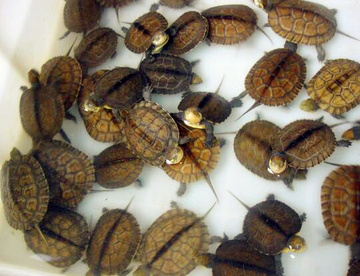 2017南石龟苗100%纯种石金钱乌龟宠物活体黄喉拟水龟苗