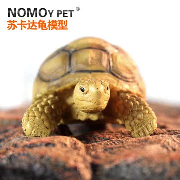 诺摩陆龟模型苏卡达幼龟模型动物模型精细做工逼真可爱