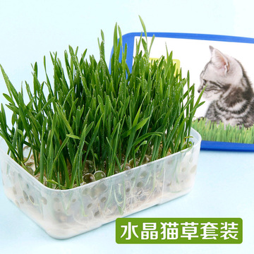 猫草套装水晶猫草种子天然去毛球助消化小麦草种子猫零食