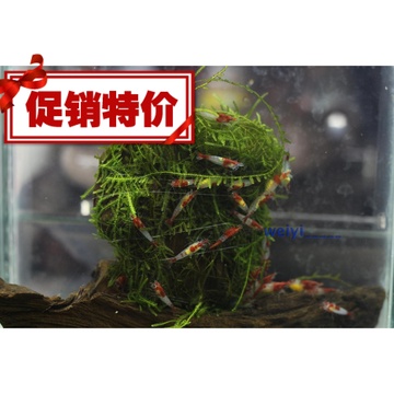 琉璃虾红琉璃虾 七彩活体米虾观赏虾 除藻1.5cm左右 大量批发另议
