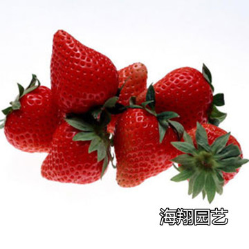 四季结果 原装草莓种子 蔬菜种子 盆栽阳台 春秋两季播种水果盆栽