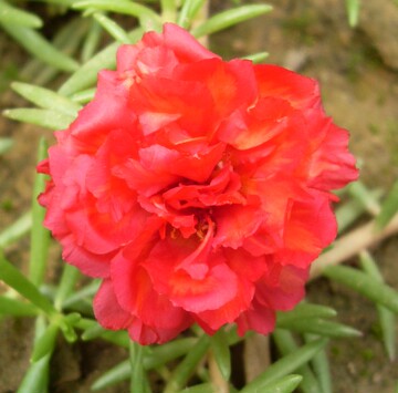 宿根大重瓣太阳花扦插苗 半枝莲 大红色 2元一份这个品种小
