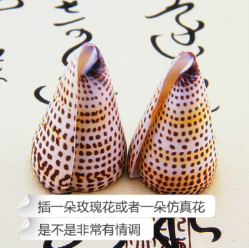 特价天然海螺贝壳大理石芋螺蛇皮螺玉米螺 家居装饰鱼缸水族摆件