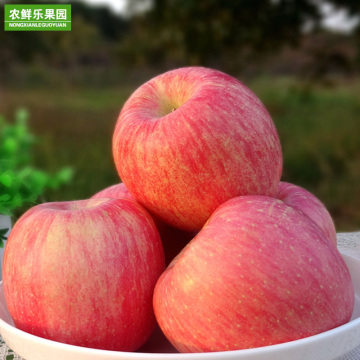 正宗山东烟台苹果栖霞红富士新鲜苹果水果5斤装85mm大果脆甜多汁