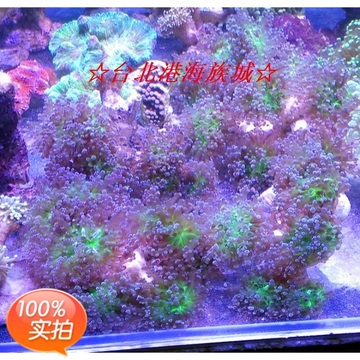 海水鱼活体珊瑚★台北港★ 印尼进口珊瑚 分支提子