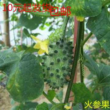 【火参果种子】进口非洲蜜瓜 金刺猬火星果 稀奇水果种子原装5粒