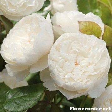 预售溪园月季玫瑰花苗盆栽 威廉和凯瑟琳 白色玫瑰 奥斯汀 欧月