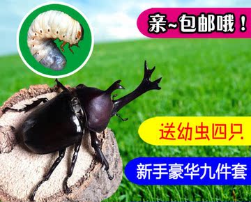 另类宠物独角仙幼虫L3 甲虫活体新手套餐【含9件】