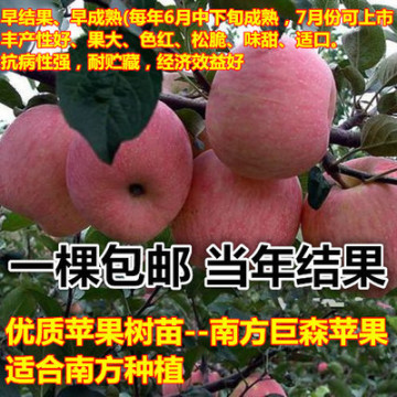 苹果树苗嫁接苗红肉苹果蛇果红富士水果树苗果树盆栽当年结果