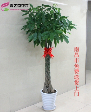 客厅植物送人佳品辨子发财树净化空气吸甲醛绿植花卉