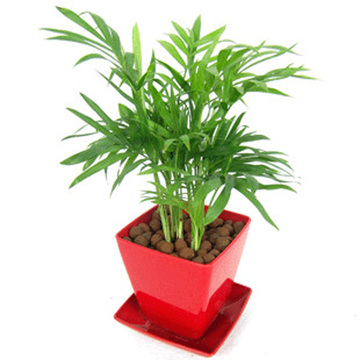 创意桌面盆栽 迷你椰子树 袖珍椰子 水培植物 室内盆栽 除甲醛
