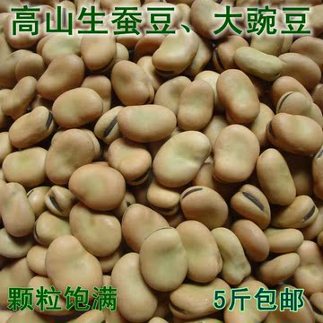 生蚕豆 干蚕豆生大豌豆甘肃农家特产有机杂粮干胡豆生罗汉豆包邮