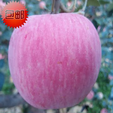 烟台红富士正宗栖霞吃的有机苹果水果新鲜包邮非阿克苏洛川糖小果