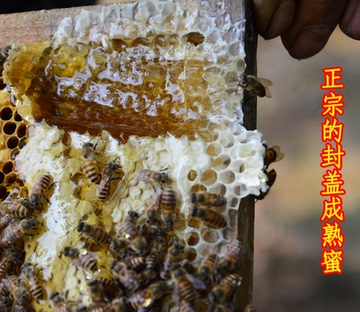 连云山农家自养土蜂蜜 纯天然无添加百花蜜1000g 72元 护肤美容