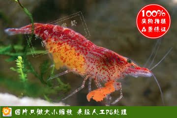 樱花虾 宠物虾 活体虾 草缸清洁虾 太原观赏虾 1-1.2CM亚成虾