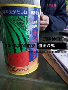 日本特甜早霸王F1西瓜种子单个重6-12KG 糖度14%大果80克包邮