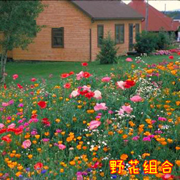 野花组合种子 户外景观 花种子耐阴耐旱 庭院阳台观花 原装220粒